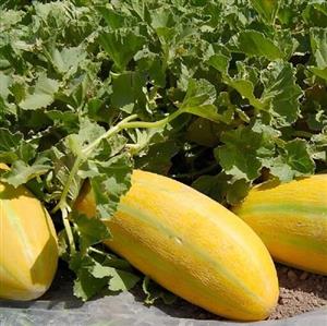 کود تقویتی مخصوص خربزه ظرافت