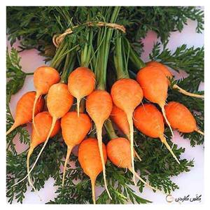 بذر هویج گرد اطلس (بیبی کروت) 200 عددی 