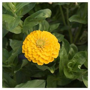 بذر گل آهار زرد