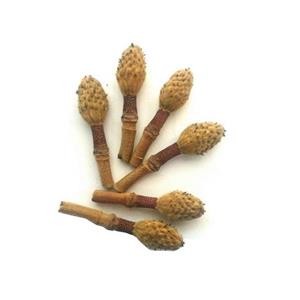 6 عدد میوه درخت کاج خشک شده دکوری 