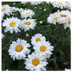 بذر گل مارگریت سفید (شستا)