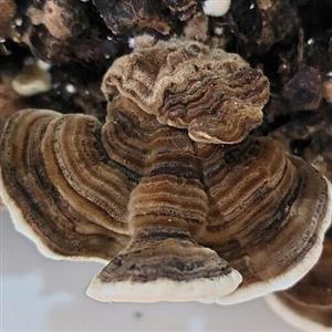 قارچ ترکی تیل یا ترامتس