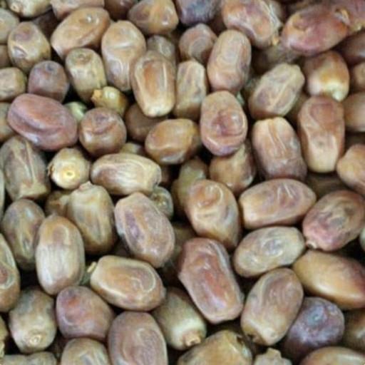 خرما زاهدی فله