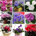 Mr.seeds 100 pcs 24 colors, purple beans, African violet seeds, garden plants, potted purple flowers, perennial herbs M Atthiola Incana seed.