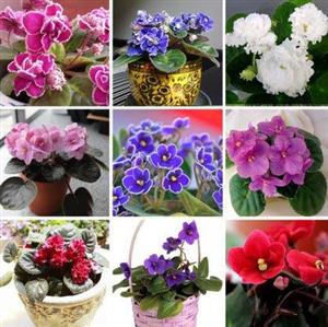 Mr.seeds 100 pcs 24 colors, purple beans, African violet seeds, garden plants, potted purple flowers, perennial herbs M Atthiola Incana seed. 