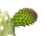 Prickly Pear Cactus Mix (Opuntia) 25+ Seeds