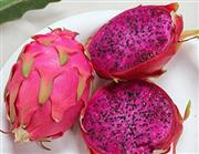 20 PURPLE DRAGON FRUIT (Pitaya / Pitahaya / Strawberry Pear) Hylocereus Undatus Cactus Seeds by Seedville