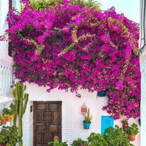 گل کاغذی رونده  الوان در رنگهای مختلف (سایز کوچک )