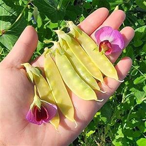 بذر نخود فرنگی طلایی Golden Sweet آمریکایی بسته 10 عددی