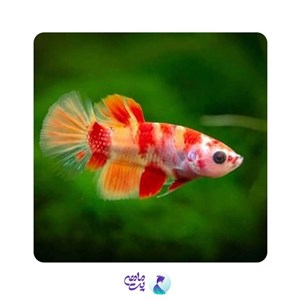 ماهی فایتر ماده