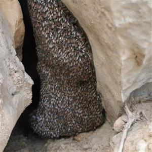 عسل وحشی سیاه زنبور ریز 