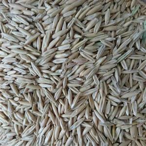 جو  سیاه 100 گرمی