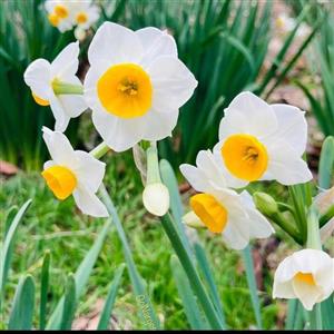 پیاز گل نرگس(یک و نیم کیلو)
