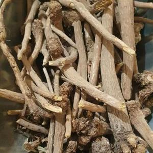 ریشه کاسنی 100 گرم
