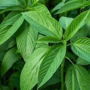 کود تقویتی مخصوص برگ دهی ظرافت وزن 50 گرم