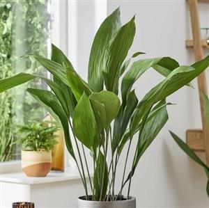 کود تقویتی مخصوص برگ عبایی ظرافت وزن 50 گرم