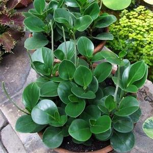 کود تقویتی مخصوص برگ قاشقی ظرافت وزن 50 گرم