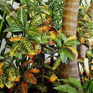 کود تقویتی مخصوص گیاهان برگی ظرافت وزن 50 گرم