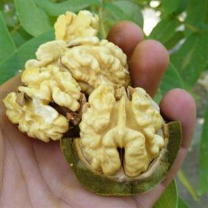 گردو تازه  پوست سبز  کنده  تر( از  دهم شهریور تا پایان مهر ماه-تولید کننده ایم)