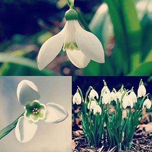 پیاز گل برفی سایز کوچک 10 عددی