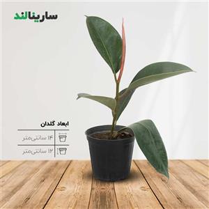 گلدان فیکوس سبز کد 876