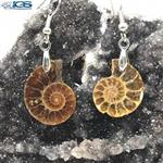 گوشواره فسیل کلکسیونی آمونیت fossil ammonite