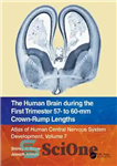 دانلود کتاب The Human Brain during the First Trimester 57- to 60-mm Crown-Rump Lengths – مغز انسان در سه ماهه...