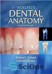 دانلود کتاب Woelfel’s Dental Anatomy: Its Relevance to Dentistry, 8th Ed. – آناتومی دندان وولفل: ارتباط آن با دندانپزشکی، ویرایش...