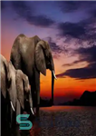 دانلود کتاب Extra-Ordinary Elephants: Discovering The World Around Us – فیل های فوق العاده معمولی: کشف دنیای اطراف ما