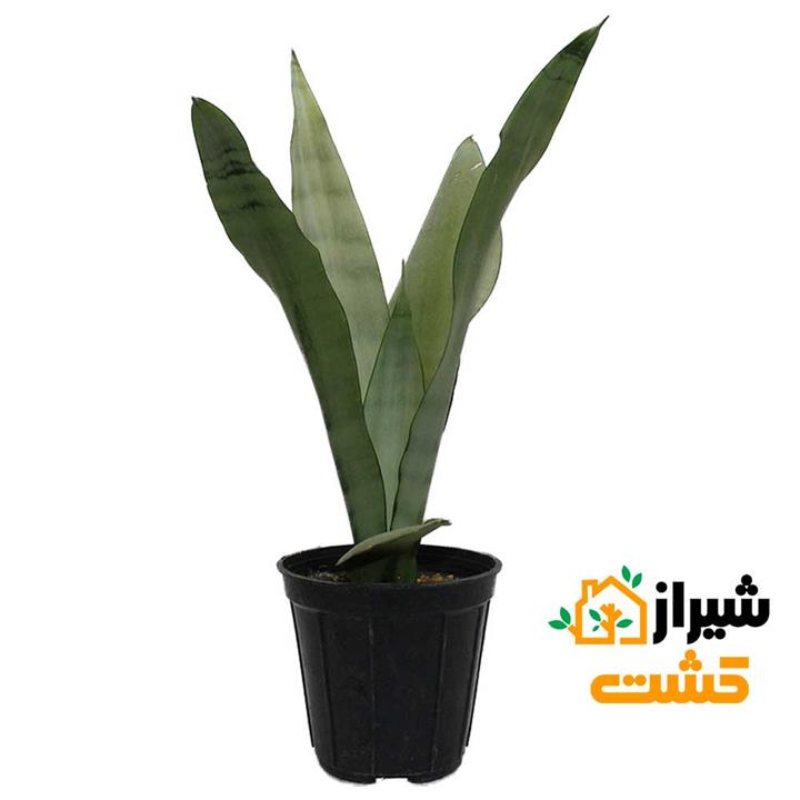 سانسوریا مهتابی
