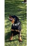 یقه ورنیه قلاده سگ K9 60 سانتی متر - Rottweiler Dogo Golden Pitbull Cane Corso Dog CollarK9