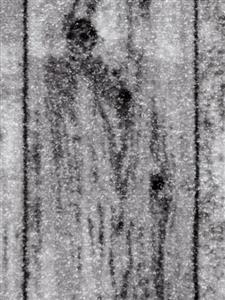 موکت ظریف مصور راش کد 2441