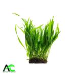 جاوا تریدنت گیاه وارداتی Trident Java Fern