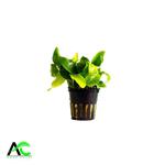 آنوبیاس گلدن نانا وارداتی Anubias golden