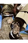 نایک کفش ورزشی مردانه کتانی Air Kukini SE Leopard Kumquat و Action Red DJ6418-001