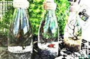 بطری های ریشه ویکتوریا