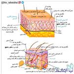 دستگاه ایمنی