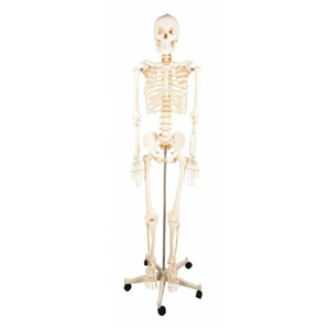 مولاژ اسکلت ساده 180 سانتی متری