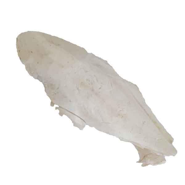 کف دریا مدل Cuttlebone