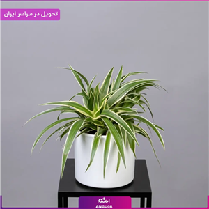 گلدان گندمی