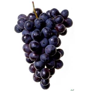 نهال انگور لعل سیاه