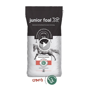فول ایکس / Foal X