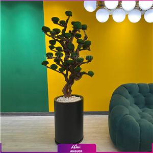 گلدان درخت جاودان (ویژه)