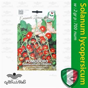 بذر گوجه فرنگی قرمز خوشه ای مینیاتوری ایتالیایی و روش کاشت گوجه 