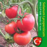 بذر گوجه درختی خوشه ای مخصوص کاشت خانگی