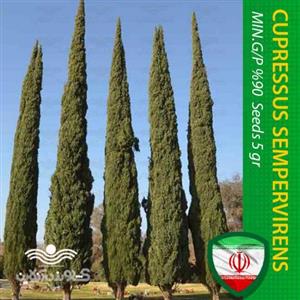 بذر سرو شیراز و روش کاشت سرو