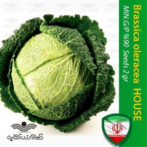 بذر خانگی کلم پیچ