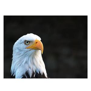 تابلو شاسی طرح عقاب کد 050