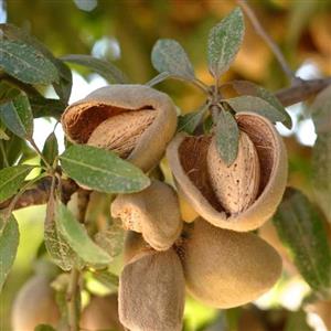نهال بادام سوپرنوا