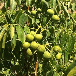 نهال گردو فرانکت